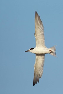 Fairy Tern (Sternula nereis), Victoria, Australia