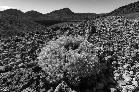 Flowering gorse, Cytisus supranubius, syn.: Spartocytisus supranubius, El Teide National Park,