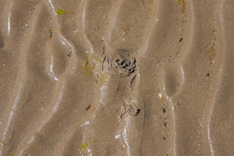 Close-up view of wavy sand with small shells and shiny moist surface, low tide, Howth beach,