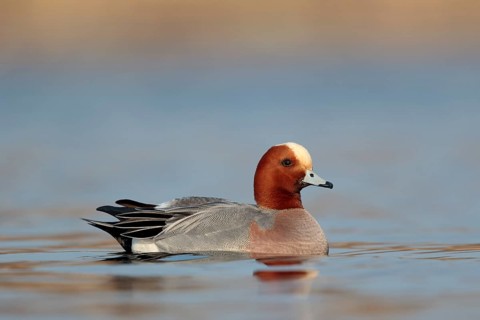 Smient, Eurasian Wigeon, Anas penelope