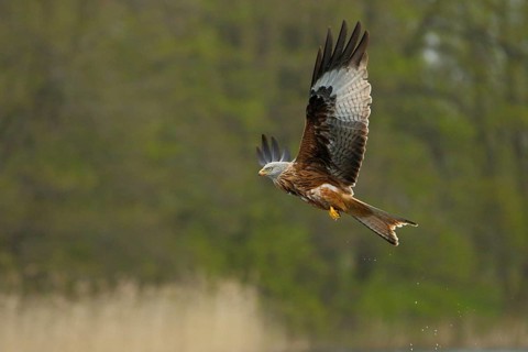 Rotmilan, lat. Milvus milvus, Altvogel im Flug vor dem Seeufer