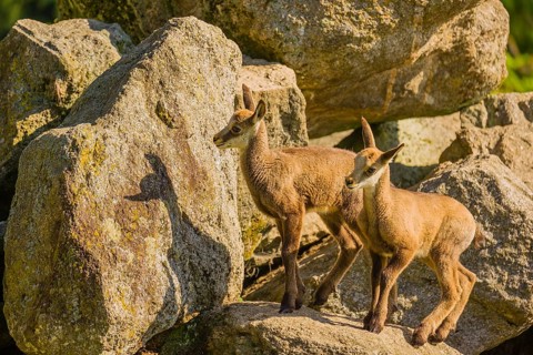 Two young ibex (Capra ibex) play on a rock