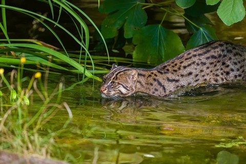 A fishing cat (Prionailurus viverrinus) swimming in a little river with dense green vegetation