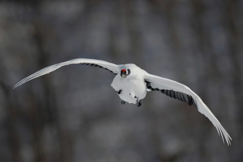 Red-crowned Crane (Grus japonensis) flying, Hokkaido, Japan