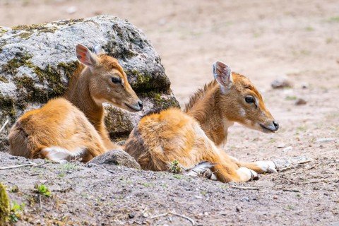 Nilgai (Boselaphus tragocamelus) antelope youngsters lying on the ground, Germany