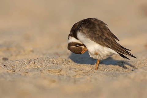 Common Ringed Plover (Charadrius hiaticula), Schleswig-Holstein, Germany