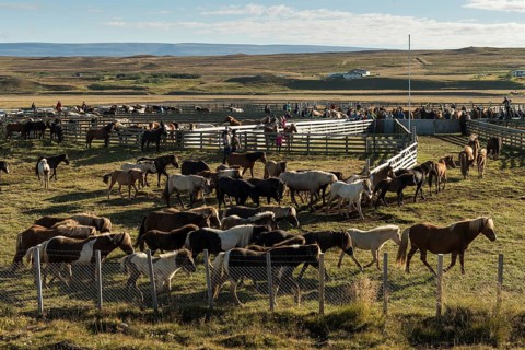 Icelandic horses (Equus islandicus) being sorted by owner in a pen, horse round-up or réttir, near