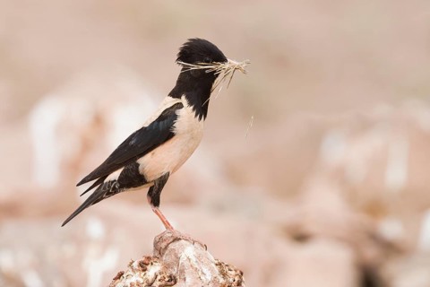 Rose-coloured Starling - Rostenstar - Pastor roseus, Kazakhstan, adult