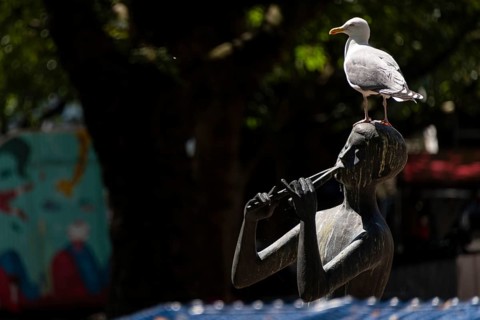 Seagull sitting on a statue playing a flute, Kiel, Schleswig Holstein, Germany