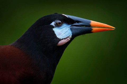 Mexico wildlife. Montezuma Oropendola, Psarocolius montezuma, portrait of exotic bird from Mexico,