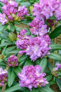 Rhododendron (Rhododendron 'Alfred'), Rhodo 2014, Germany