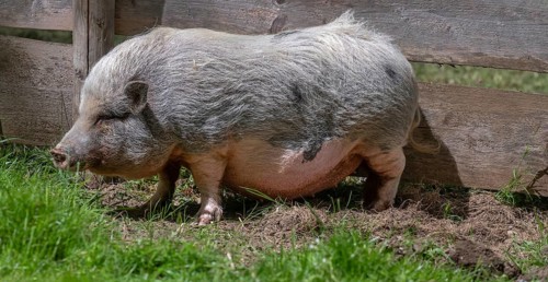 Pot-bellied pig (Sus scrofa domesticus), wildlife park, Bavaria, Germany