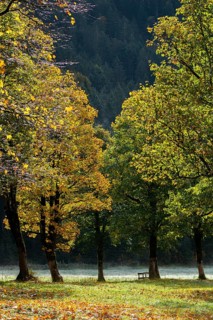 Engtal valley, large maple in the morning dew, sycamore maple (Acer pseudoplatanus) in glorious