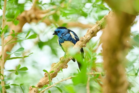 Opal-rumped tanager (Tangara velia) sitting on a branch, Bavaria, Germany