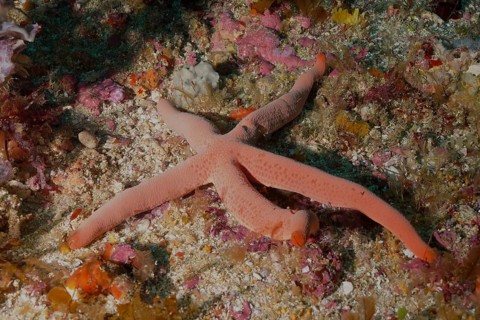 Blue starfish (blue Linckia laevigata)