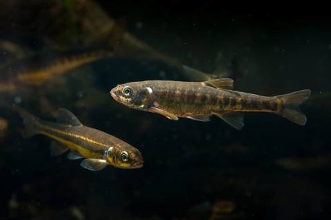 Bitterfish, minnow, Eurasian minnow, minnow, prille, phoxinus phoxinus, common minnow, fish,