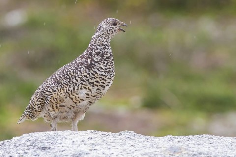 White-tailed Ptarmigan (Lagopus leucurus) in the alpine habitat of British Columbia, Canada