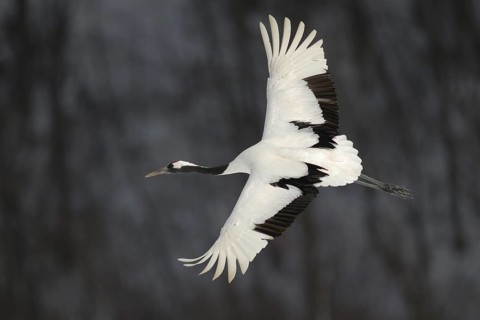 Red-crowned Crane (Grus japonensis) flying, Hokkaido, Japan