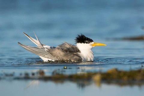 Greater Crested Tern (Thalasseus bergii) bathing, Victoria, Australia