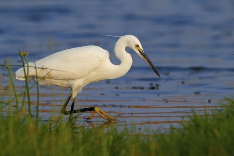 Animals, birds, heron, egret, biotope, habitat, foraging, (Egretta garzetta), Khawr Rawri, Salalah,