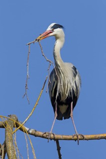 Grey Heron (Ardea cinerea), Baden-Wuerttemberg, Germany