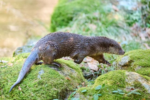Eurasian otter (Lutra lutra) running over rocks in the bavarian forest, Bavaria, Germany