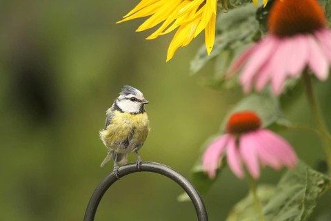 Blue tit (Cyanistes caeruleus) in a summer garden amongst flowering sunflowers (Helianthus annuus)