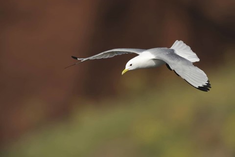 Black-legged Kittiwake (Rissa tridactyla), Schleswig-Holstein, Germany