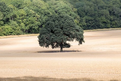 Single oak tree standing in field of cereal crop, near Great Bedwyn, Wiltshire, England, UK