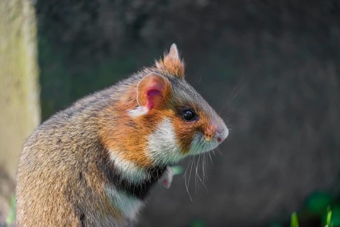 A European hamster (Cricetus cricetus), Eurasian hamster, black-bellied hamster or common hamster,