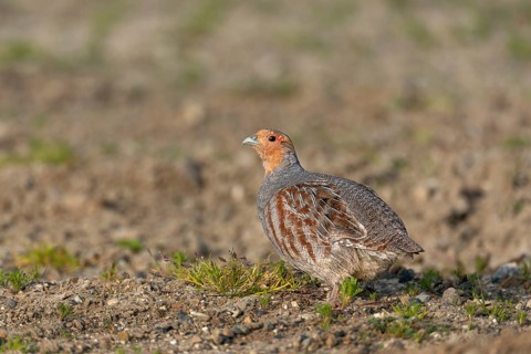 Grey partridge (Perdix perdix) Cock in breeding plumage, Denmark