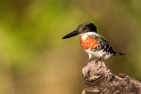 Green Kingfisher (Chloroceryle americana), Peten, Guatemala