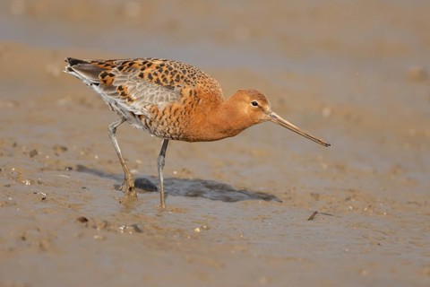 Black tailed godwit (Limosa limosa) adult male wading bird in summer plumage feeding on a mudflat,