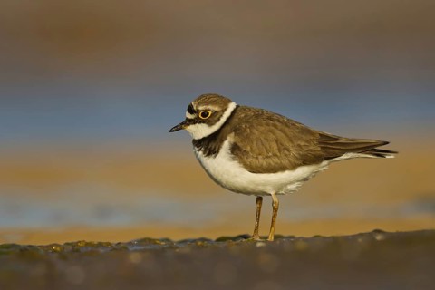 Little Ringed Plover (Charadrius dubius) female foraging, North Rhine-Westphalia, Germany