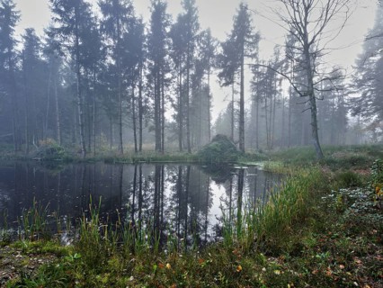 Ballmoos forest reserve, raised bog in the fog, Lieliwald, Lindenberg, Horben, Canton Lucerne,