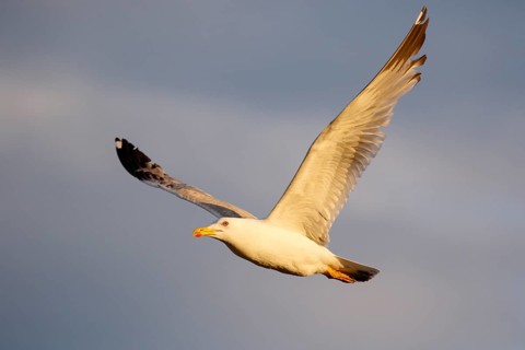 Yellow-legged Gull (Larus michahellis) flying, Lesvos, Greece