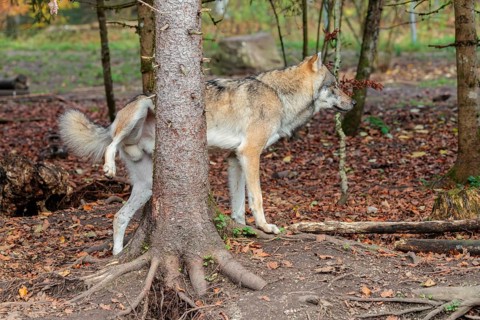 An adult male grey wolf (Canis lupus lupus) stands in the forest on a cloudy day and marks his