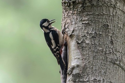 Great spotted woodpecker (Dendrocopos major), Emsland, Lower Saxony, Germany