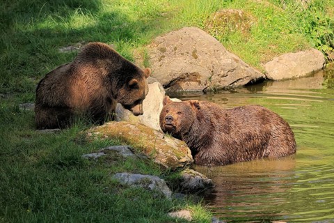 Eurasian brown bear (Ursus arctos arctos), adult, female, young, in water, social behaviour, in