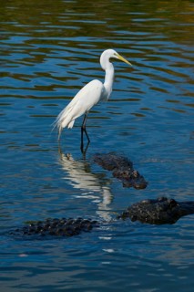 A heron stands on an alligator in calm water, reflected on the surface, Great Egret (Egretta alba),