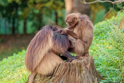 A male and a female Gelada (Theropithecus gelada), or bleeding-heart monkey sit in beautiful light