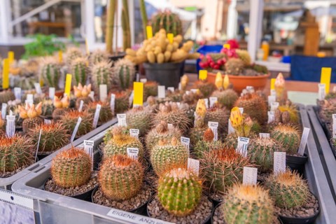 Variety of cacti with sales labels on a market stall, Garten und Keramika Nagold, district of Calw,
