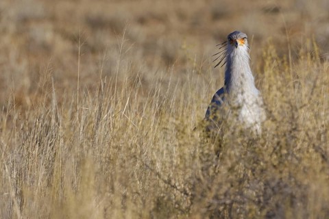 Secretarybird (Sagittarius serpentarius), Northern Cape, South Africa