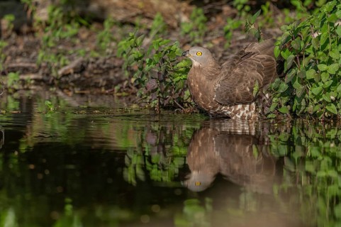 Honey buzzard (Pernis apivorus) - The European honey buzzard observes its surroundings by staying
