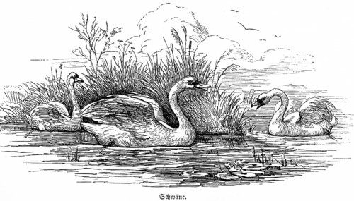 Three swans, pond, lake, reed, water lilies, Hubertus hunting, hunting scenes, wild animals,