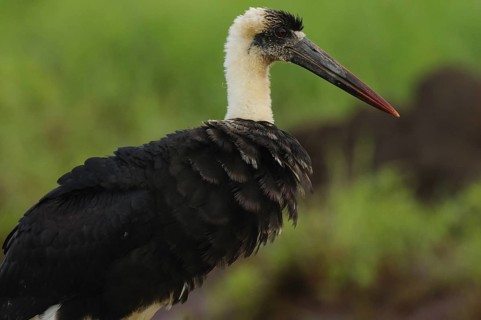 Woolly-necked Stork (Ciconia episcopus), Tsavo East National Park, Kenya