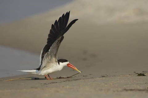 African Skimmer (Rynchops flavirostris), Chobe, Botswana