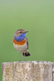 Bluethroat (Luscinia svecica cyanecula), male, on a pasture fence post, wildlife, Lembruch, Ochsen