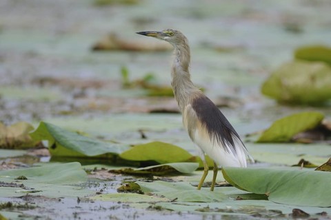 Indian Pond Heron (Ardeola grayii), Sri Lanka