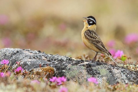 Smith's Longspur (Calcarius pictus) on the tundra near Churchill, Manitoba, Canada